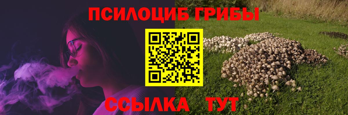 Галлюциногенные грибы Psilocybe Белорецк